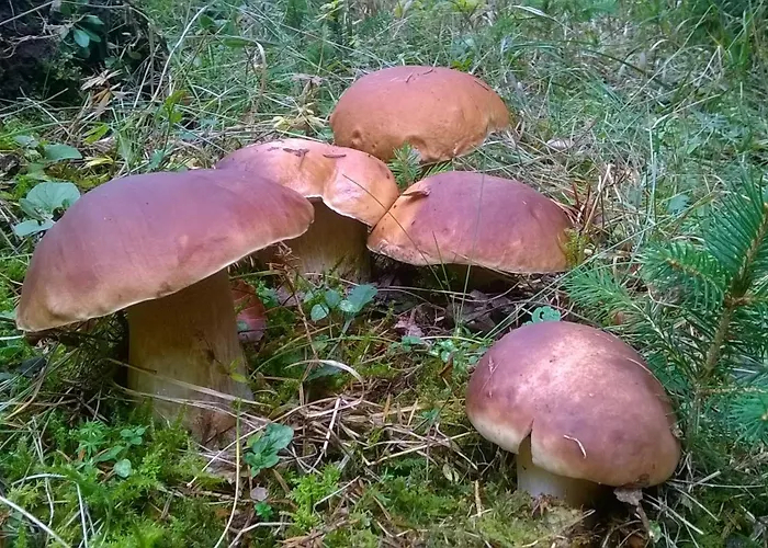 Sova Tále Casa vacanze
